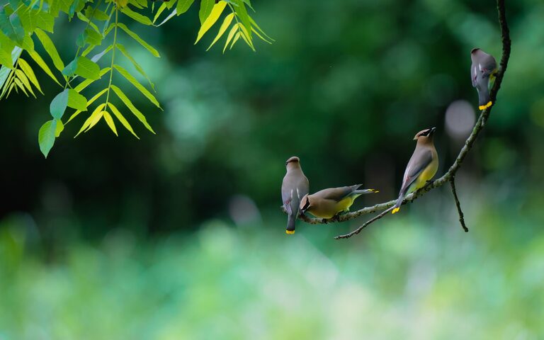 Beginner Tips for Backyard Birdwatching: Start Enjoying Nature Today
